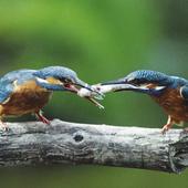 Eisvogel - Foto: Dr. M. Bunzel-Drüke