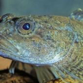 Koppi - Foto: Dr. B. Stemmer