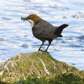 Wasseramsel - Foto: R. Götte